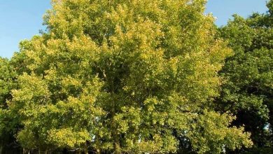 Photo of Culture du peuplier faux-tremble (Populus tremula)