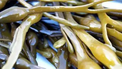 Photo of Comment utiliser l’extrait d’algue Ascophyllum nodosum sur vos plantes