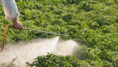 Photo of Comment utiliser le nitrate de calcium pour vos plantes