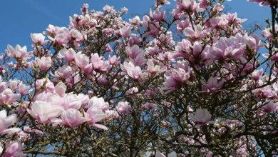 Photo of Entretien des magnolias (Magnolia grandiflora)