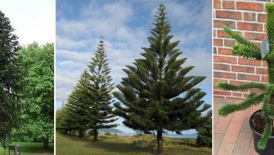 Photo of Araucaria: guide d’identification et d’entretien de ce conifère