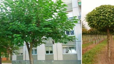 Photo of Guide des besoins de l’arbre Catalpa