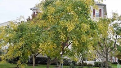 Photo of Caractéristiques du sophora (Sophora japonica)