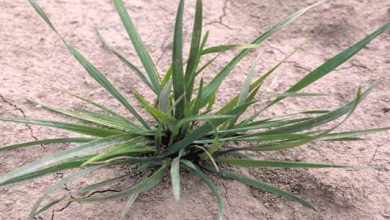 Photo of Festuca arundinacea: une graminée très résistante