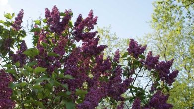 Photo of Guide de culture de Syringa vulgaris