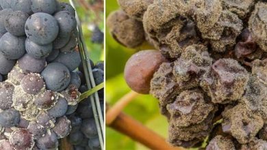 Photo of Botrytis: comment identifier et combattre cette maladie