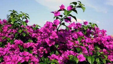 Photo of Bougainvillier: 8 clés pour en prendre soin avec succès