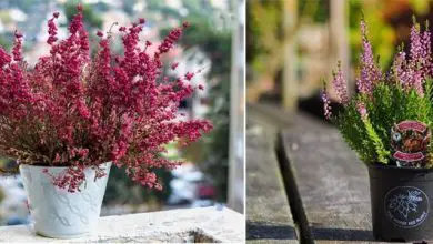 Photo of La bruyère: une de vos plantes préférées pour l’intérieur et l’extérieur