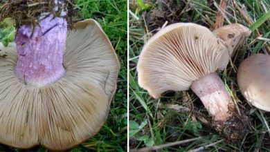 Photo of Lepista personata (pied violet): découvrez ce champignon comestible