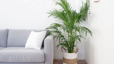 Photo of 8 types de palmiers d’intérieur pour votre maison