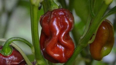 Photo of Guide complet sur le piment naga jolokia