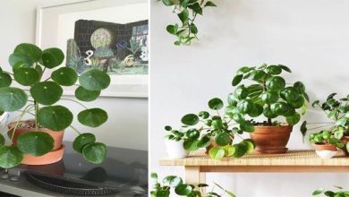 Photo of Comment prendre soin de Pilea peperomioides (plante monétaire chinoise)