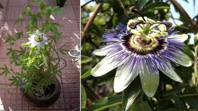 Photo of Comment faire pousser la fleur de la passion (Passiflora caerulea)