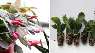 Photo of Cactus de Noël comme plante d’intérieur