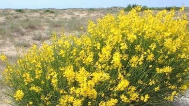 Photo of Ginesta (Spartium junceum): originaire de la péninsule ibérique