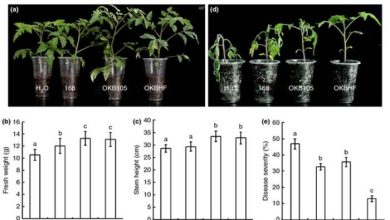 Photo of Bacillus subtilis en agriculture: une bactérie pour lutter contre les maladies