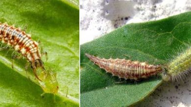 Photo of Chrysope: comment lutter contre les pucerons avec la lutte biologique