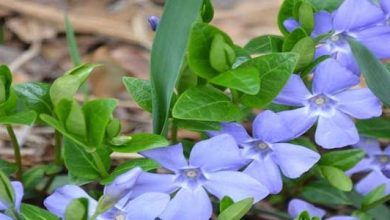 Photo of Vinca minor, la plante aux 1000 usages