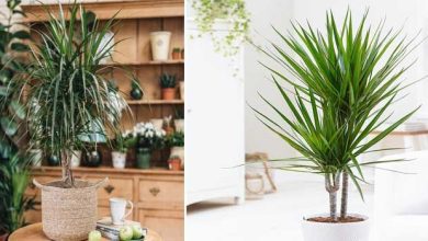 Photo of 5 conseils pour prendre soin de votre Dracaena marginata