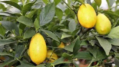Photo of Limequat, le mix entre citron vert et kumquat