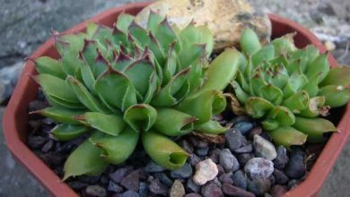 Photo of Guide de soins de Sempervivum tectorum