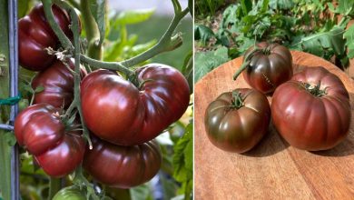 Photo of Caractéristiques de la tomate noire de Crimée