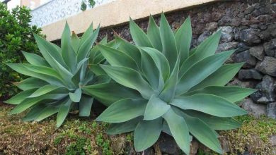 Photo of Agave attenuata: culture et entretien