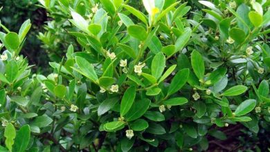 Photo of Ilex Crenata: Comment faire pousser du houx japonais