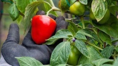 Photo of Comment faire pousser le piment rocoto dans le jardin