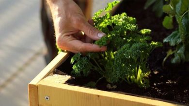 Photo of Guide complet pour planter du persil