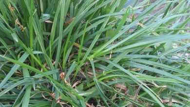 Photo of Ray-grass anglais (Lolium perenne)