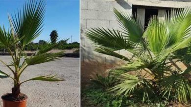 Photo of 8 conseils d’entretien des palmiers Washingtonia robusta