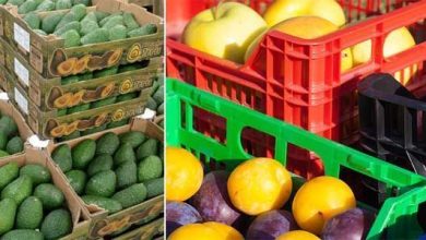 Photo of Du champ à votre supermarché: le transport des fruits et légumes