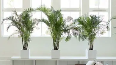 Photo of Dypsis lutescens: découvrez le palmier bambou d’intérieur