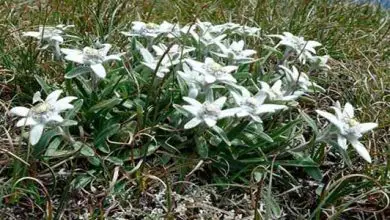 Photo of Edelweiss ou fleur des neiges: la fleur nationale de l’Autriche
