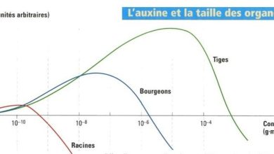 Photo of Fonctions, activité et gestion des auxines sur les plantes