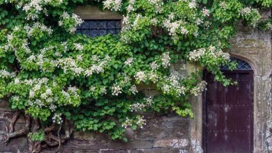 Photo of Plantes que vous pouvez cultiver dans les zones ombragées