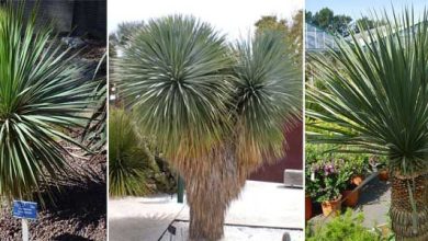 Photo of Yucca rostrata: parfait pour votre jardin durable