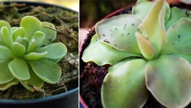 Photo of Pinguicula: un carnivore d’origine espagnole