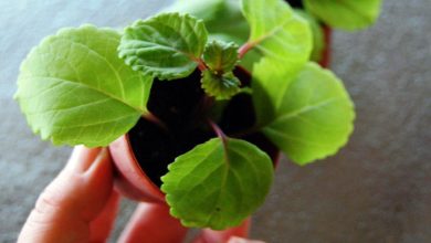 Photo of Comment prendre une bouture de la plante d’argent