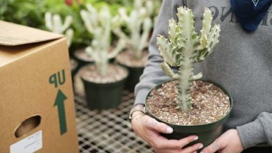 Photo of Euphorbia lactea: comment prendre soin de cette plante succulente