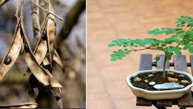 Photo of Le spectaculaire Robinia pseudoacacia (faux acacia)