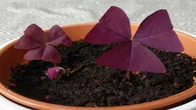 Photo of Comment cultiver l’oxalis triangularis