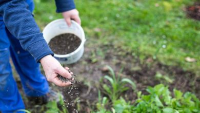 Photo of Comment bien fertiliser un jardin potager