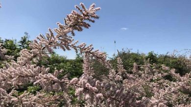 Photo of Guide de culture du Taray (Tamarix gallica)