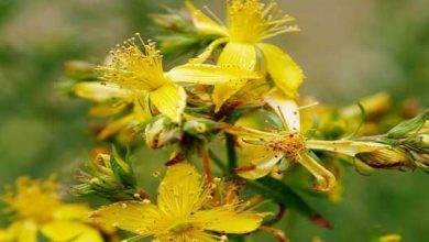 Photo of Guide de culture du millepertuis (Hypericum perforatum)