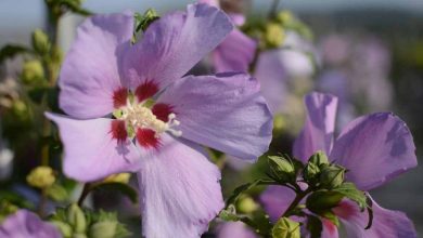 Photo of Hibiscus syriacus (rose de Syrie): guide de culture