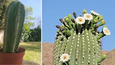 Photo of Caractéristiques du saguaro, le cactus géant