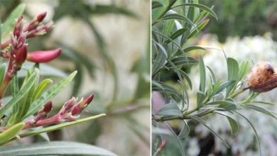 Photo of Culture du laurier-rose: à la recherche d’une plante à fleurs rustique?