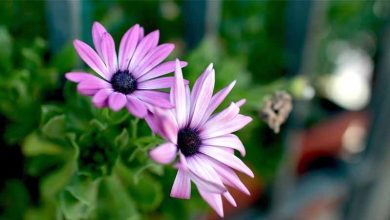 Photo of Culture du genre végétal Osteospermum